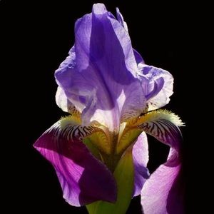 Meet your Posher, Halyna